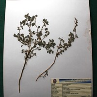 Atriplex clivivula (Cachiyuyo). Forraje y las cenizas se utilizan para lavar ropa. .JPG