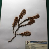 Ophryosporus triangularis (Albaca). Forraje..JPG