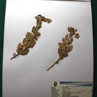 Cristaria integerrima (Malvilla). Medicinal. Para controlar resfrios. Machacar e inhalar..JPG
